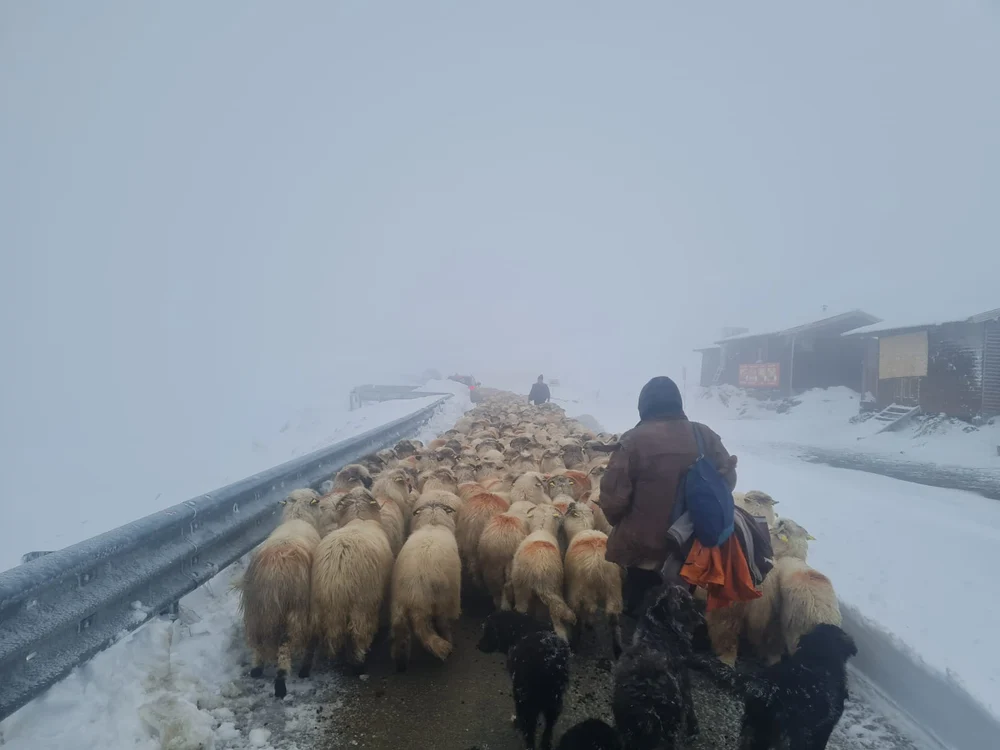Turmele, coborâte de pe Transalpina cu sprijinul drumarilor. DN 67C rămâne închis, iar vremea se înrăutățește