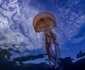 Meduza mov Foto 4 shutterstock 2277558985 jpg