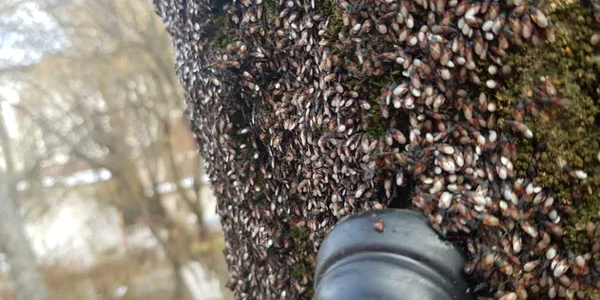 insecta misterioasa