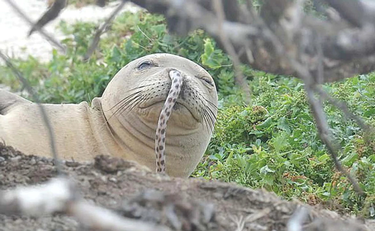 
    Foca nu mai putea respira din cauza anghilei  