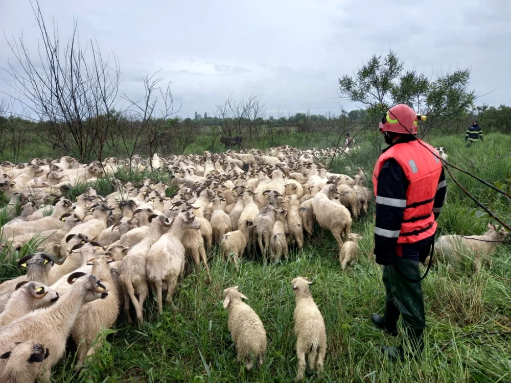 oi surprinse de inundatii