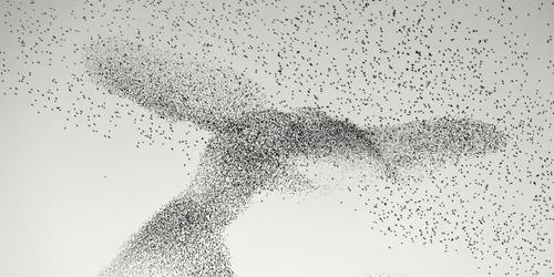 Starling Murmuration de Daniel Dencescu Foto Profimedia jpeg