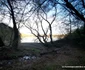 Lacul Cinciș, malul acoperit de pădure  Foto Daniel Guță  ADEVĂRUL (19) jpg