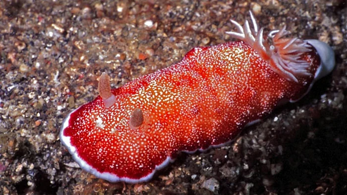 Melcii din specia Chromodoris reticulata au nevoie de doar 24 de ore între două acte sexuale pentru a le creşte un nou „penis juvenil“  FOTO: cbc.ca