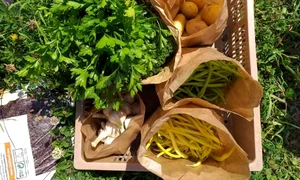 3 50 50 legume bio 1 jpeg