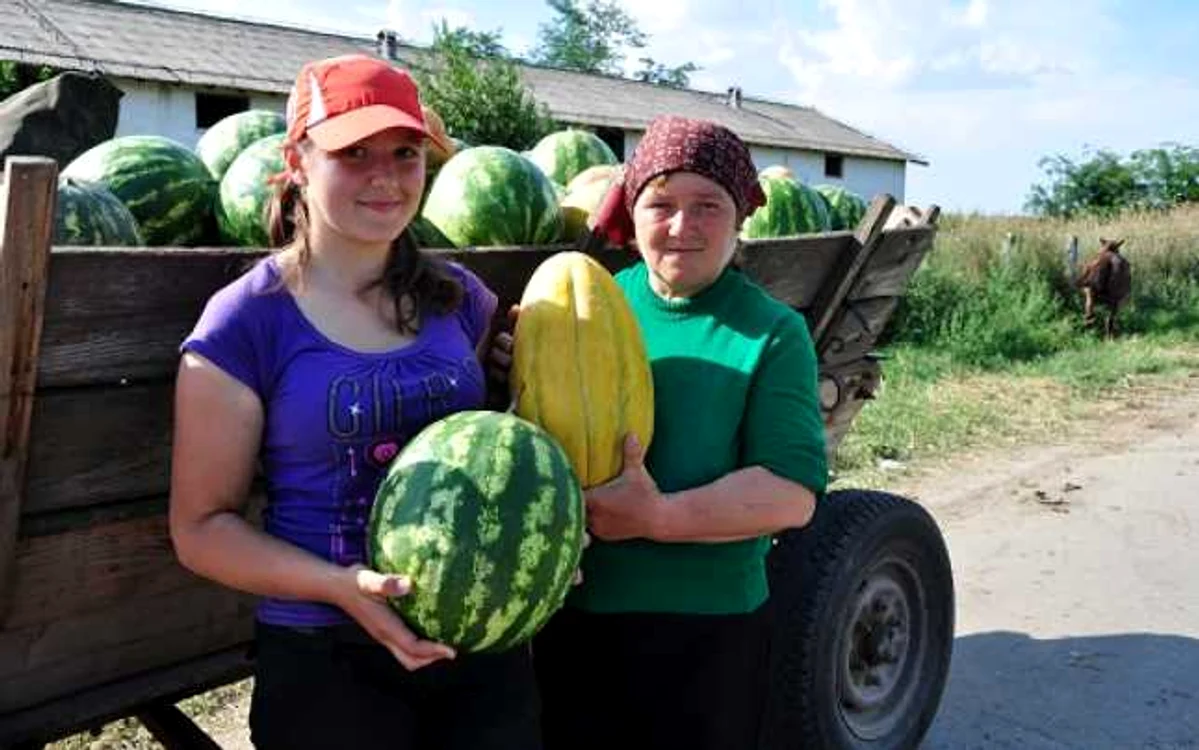 Pepenii cultivaţi în comuna ialomiţeană Gheorghe Doja au devenit cel mai tare brand local din Bărăgan FOTO: curierulialomitean.ro