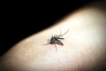 mosquito 1548946 1280 jpg