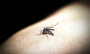 mosquito 1548946 1280 jpg