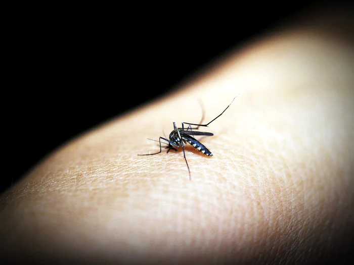 Malaria netratată poate fi mortală / foto: Pixabay