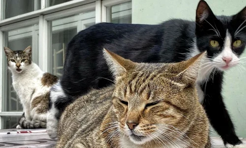 Pisicile de la Muzeul Ermitaj au primit o moștenire de la un francez | VIDEO jpeg