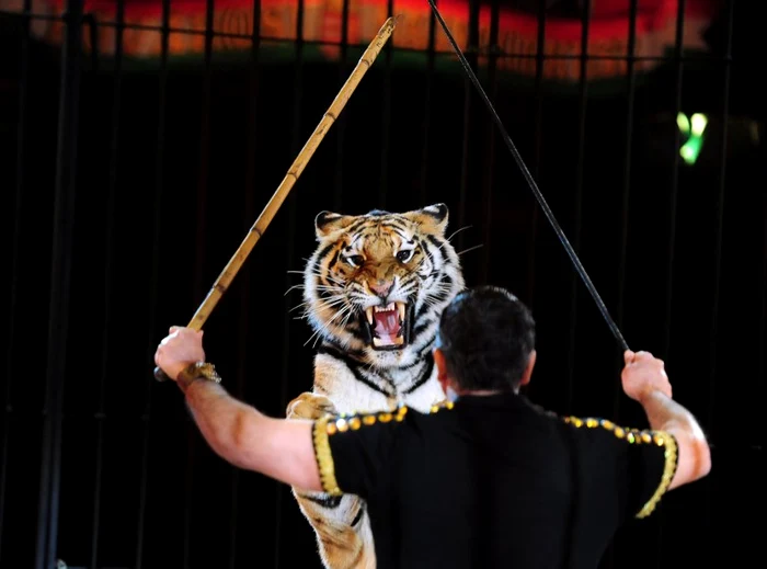 Tigrul tibetan şi Darix Togni FOTO AFP