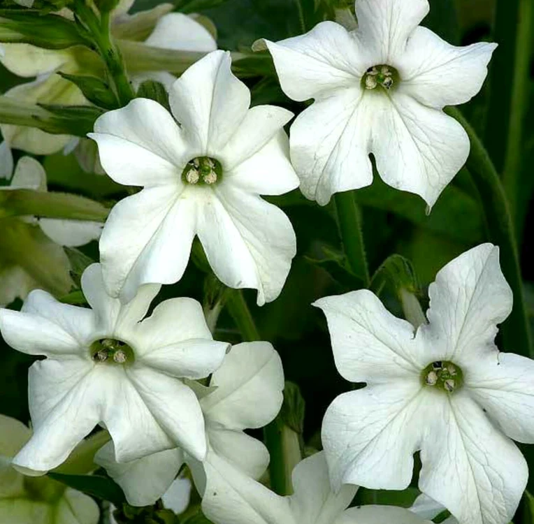 Nicotiana alata 05 1536x1508 png