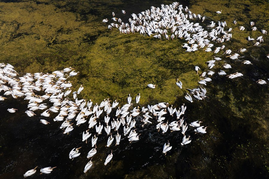 Regizorul documentarului „Delta Sălbatică”, după cinci ani de filmări: „Natura și-a regizat singură filmul. Avem scene de blockbuster, dramă și comedie”