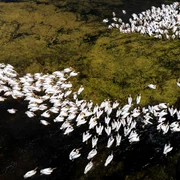 Pelican comun 04 © DanDinu jpg