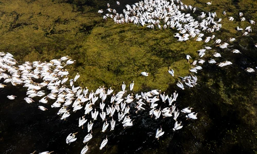Pelican comun 04 © DanDinu jpg