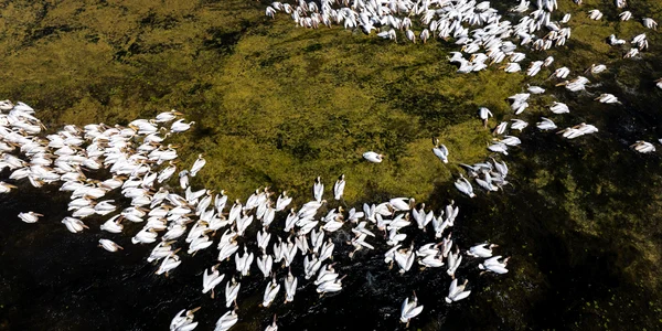 Pelican comun 04 © DanDinu jpg