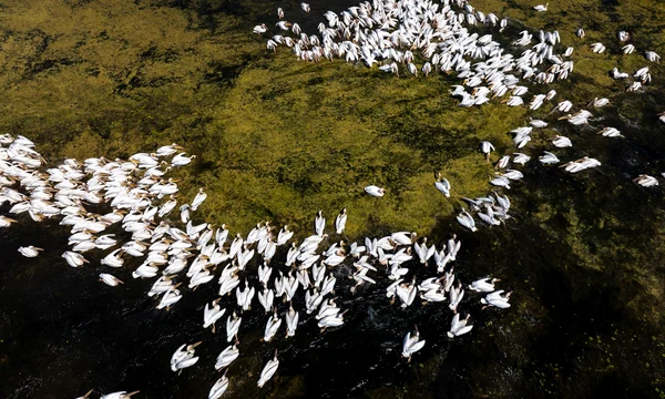 Pelican comun 04 © DanDinu jpg