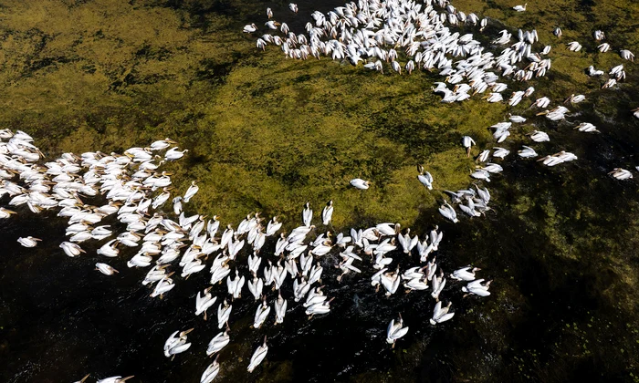 Pelican comun 04 © DanDinu jpg