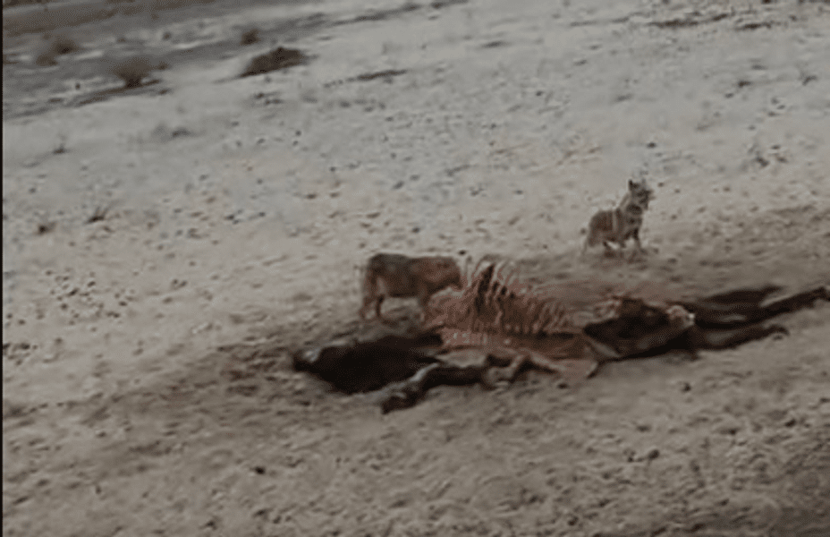 Haită de șacali filmată cum sfâșie o vită în Delta Dunării VIDEO 