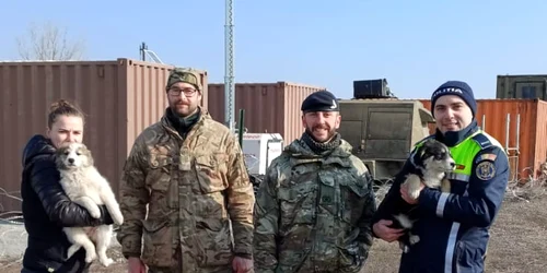 Patru catei salvati poligonul Smardan, foto ipj gl 