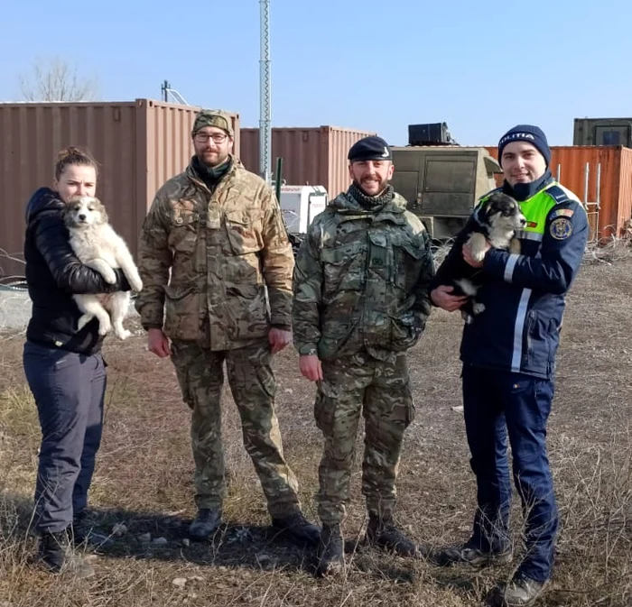 Patru căței au fost salvați de un soldat britanic în timpul unui exercițiu militar. FOTO: IPJ Galați