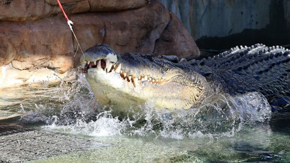 Supraviețuire miraculoasă în Australia după atacul unui crocodil: „Am putut să-i deschid fălcile pentru a-mi scoate capul"