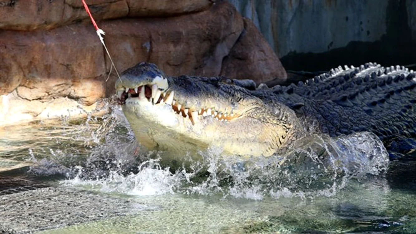 
    Crocodilul a fost pus la treabă de organizatori  