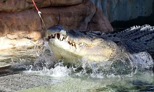 crocodil jpeg