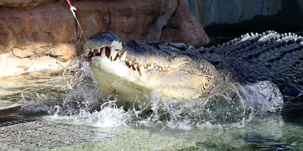 crocodil jpeg