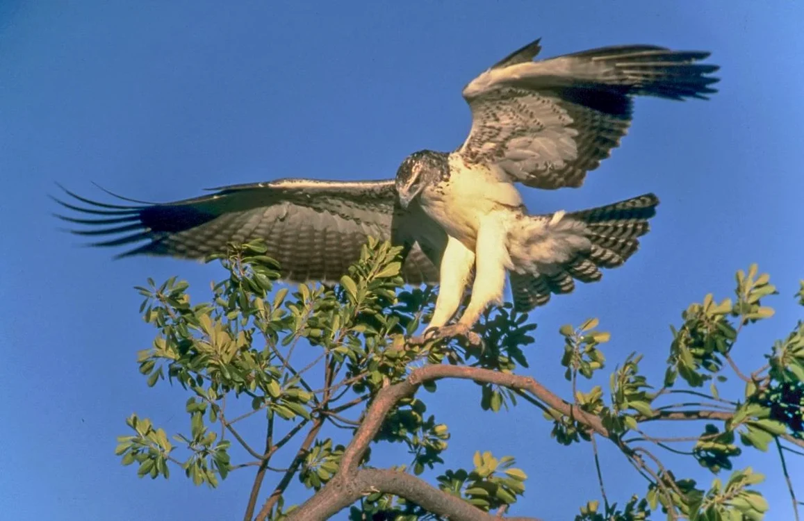 Foto: Wikipedia