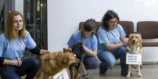 Câţiva dintre câinii reprofilaţi de asociaţie FOTO Animal Society 