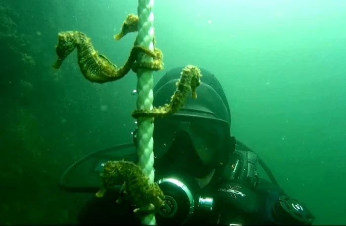 Căluţii de mare, o specie protejată FOTO Pascale Roibu