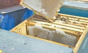 6 act 1 2col operatiunea de extragere a mierii jpeg