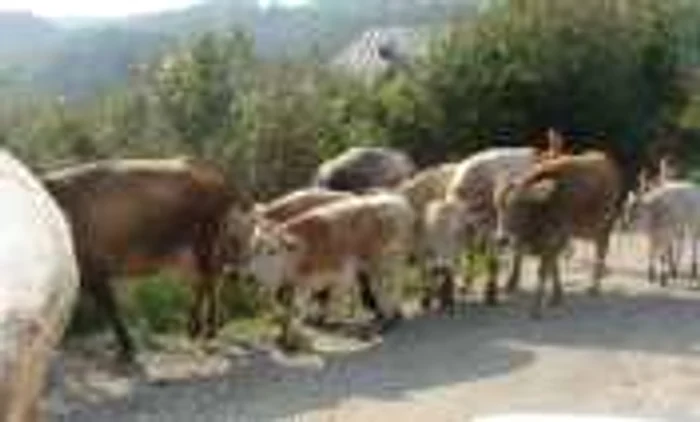 Se acordă subvenţii crescătorilor de bovine