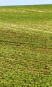 teren agricol