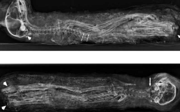 Radiografie a pisicii mumificate