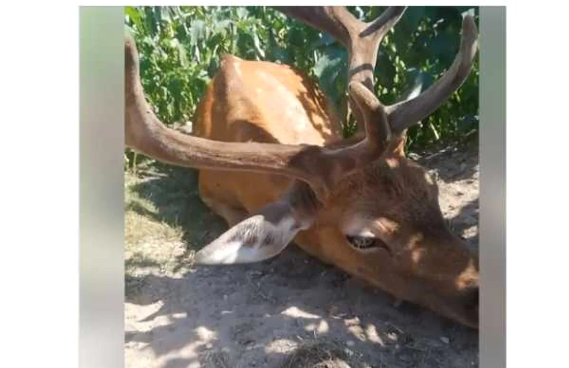 Imagine cu cerbul care „ar sta să moară”. FOTO: captură video
