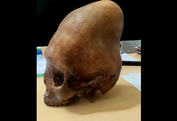 Replica unui craniu deformat. FOTO Muzeul Județean Buzău