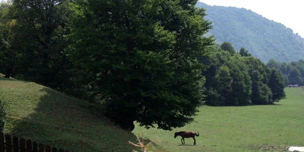 Focşani localitatea Lepşa