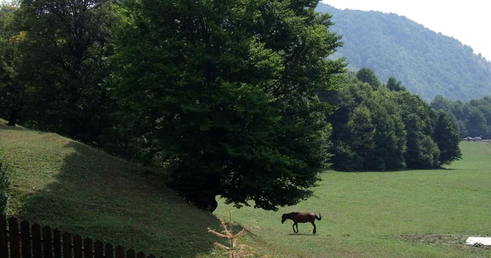 Pădurile Vrancei încă sunt disputate de stat şi proprietari FOTO: Ştefan Borcea