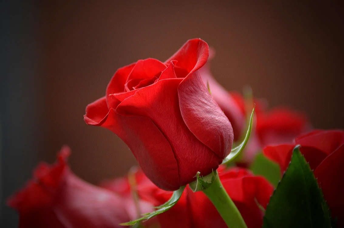 Trandafirul  FOTO Californiaflowers