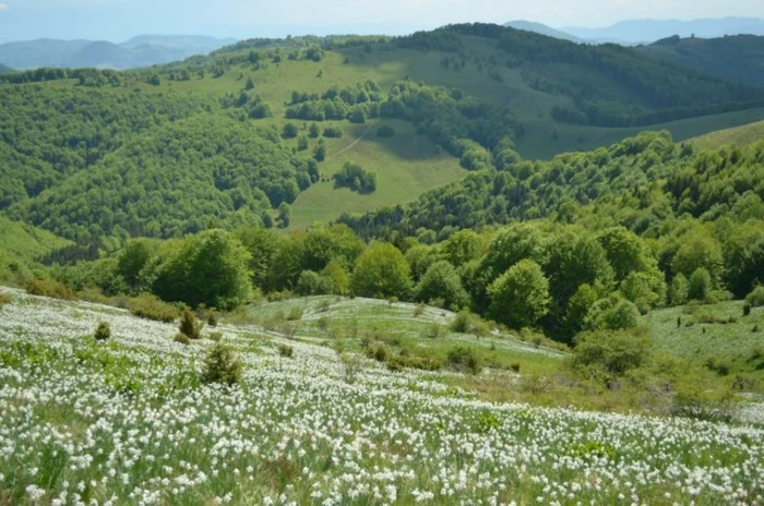 narcise negrileasa apuseni