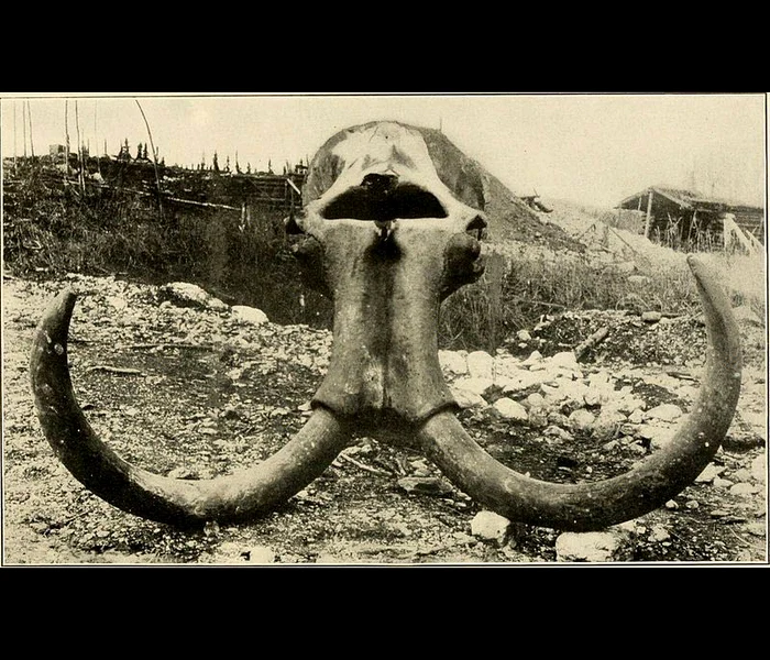 Un Lego mamut jpeg
