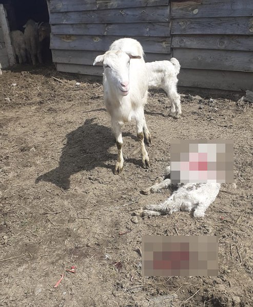 Sat din Vaslui terorizat de o haită de câini. Gospodăriile sunt atacate sub nasul edililor. Ce spune prefectul