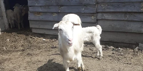 miei usisi haita caini FOTO Vremea Noua (4) jpg