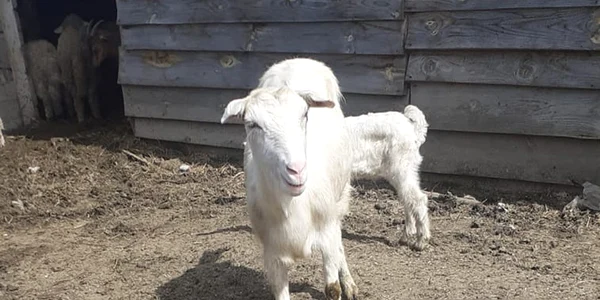 miei usisi haita caini FOTO Vremea Noua (4) jpg