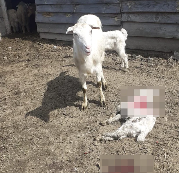 Câinii au ucis noaptea trecută două oi și nouă miei FOTO Vremea Nouă