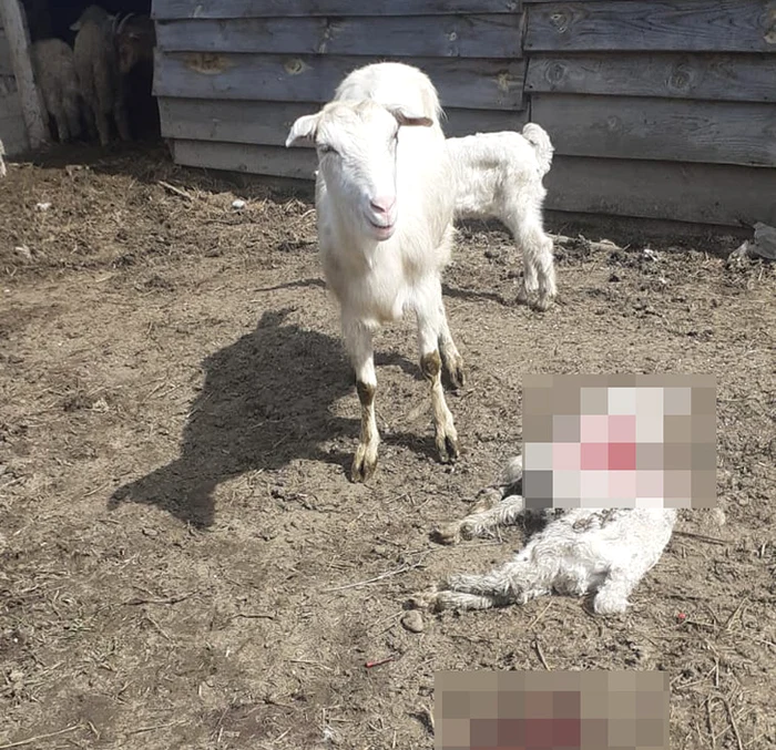 Câinii au ucis noaptea trecută două oi și nouă miei FOTO Vremea Nouă