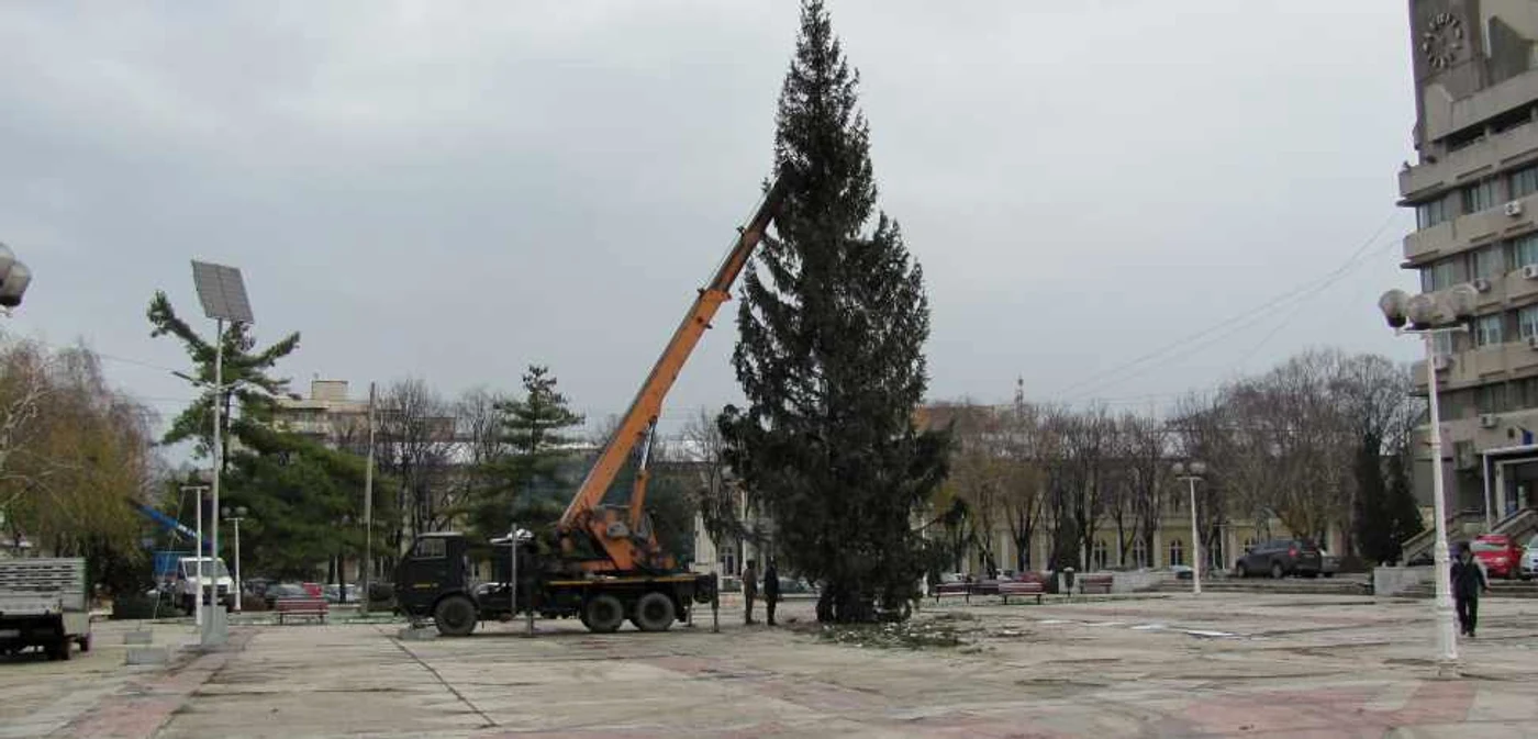 Bradul de Crăciun