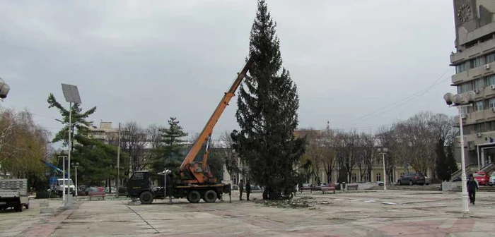 Bradul de Crăciun